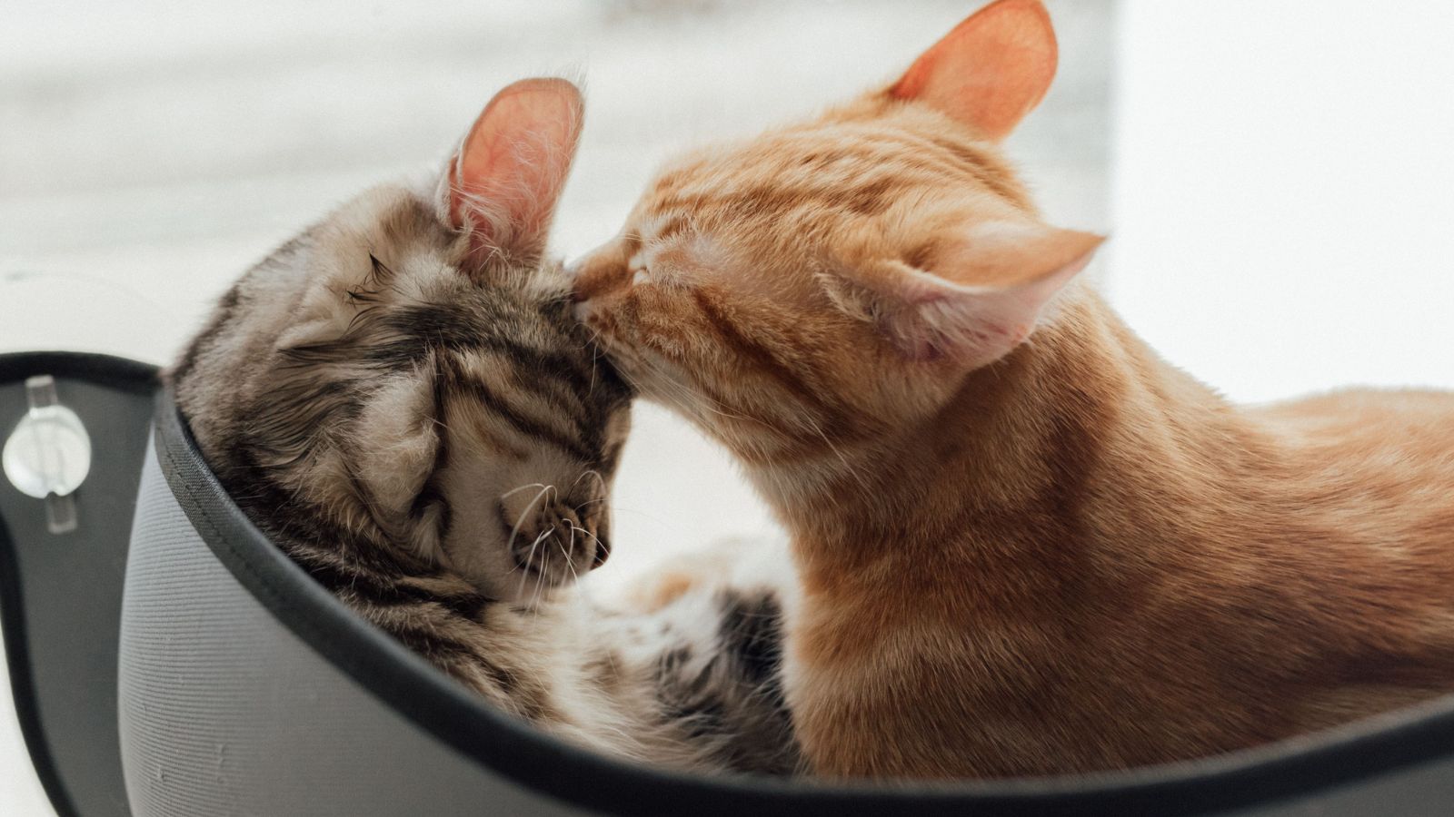 How to Help Your Cat Feel More Secure in a New Home
