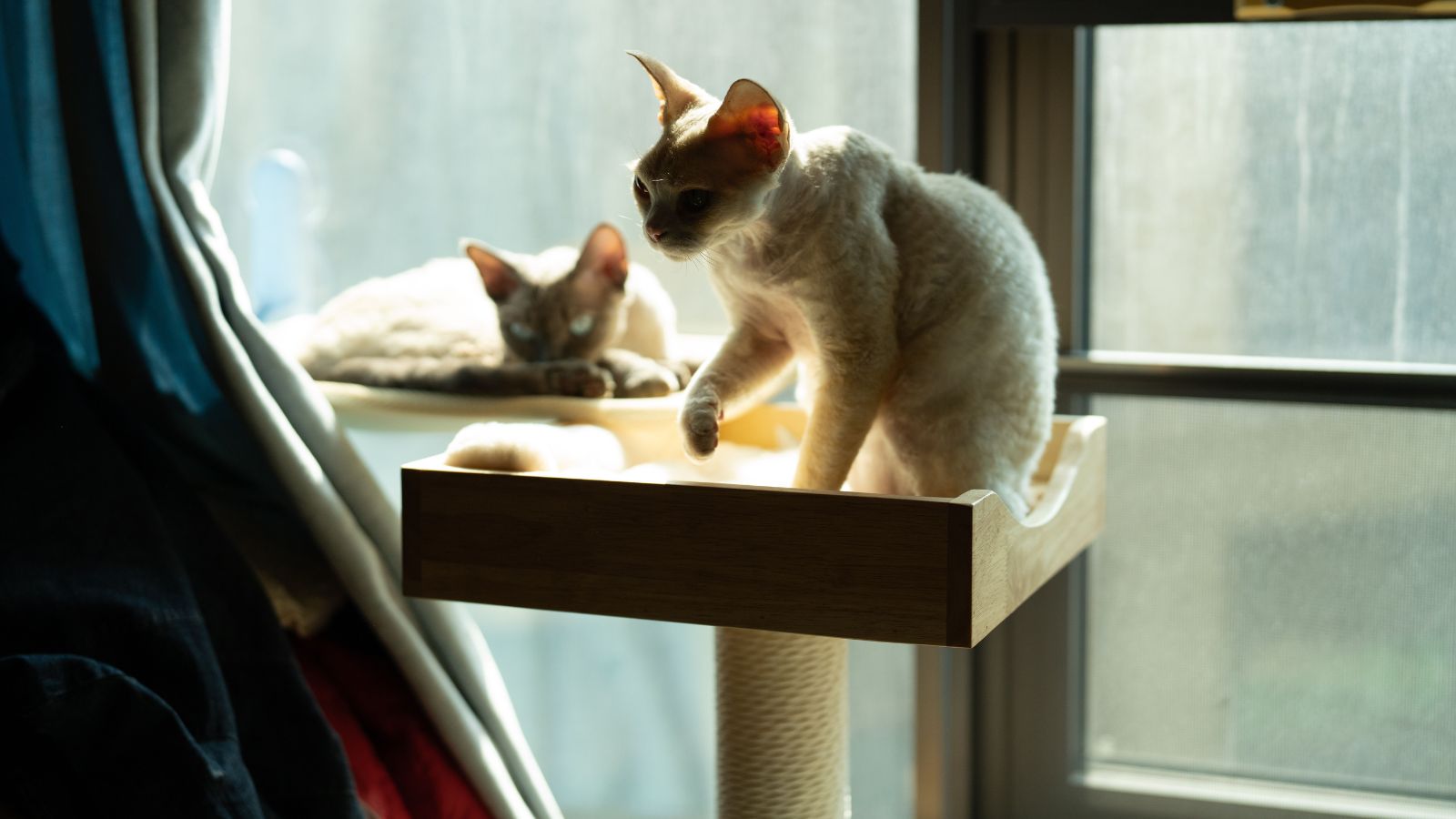 How to Introduce New Furniture Without Stressing Your Cat
