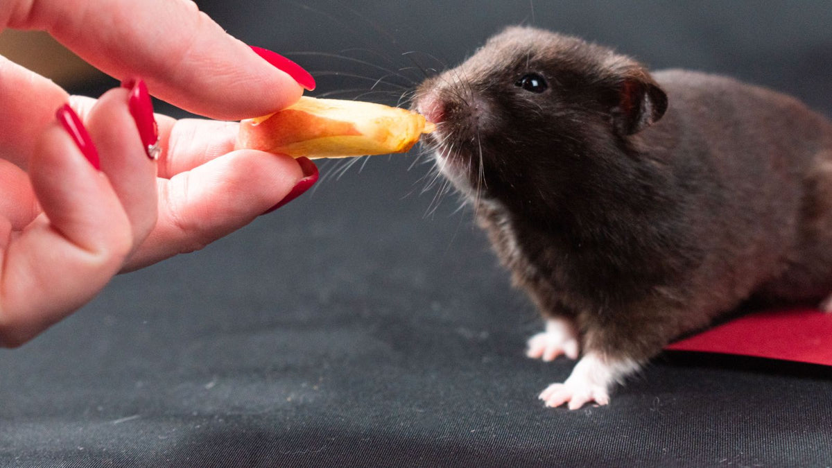 How to Make Your Hamster Feel Safe Around You