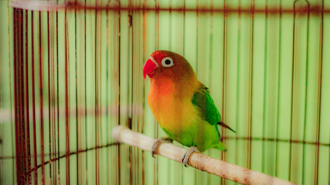 How to Encourage Independent Play in Pet Birds