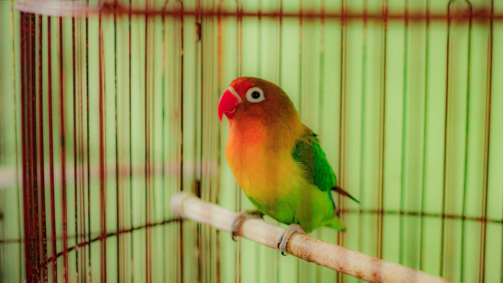 How to Encourage Independent Play in Pet Birds