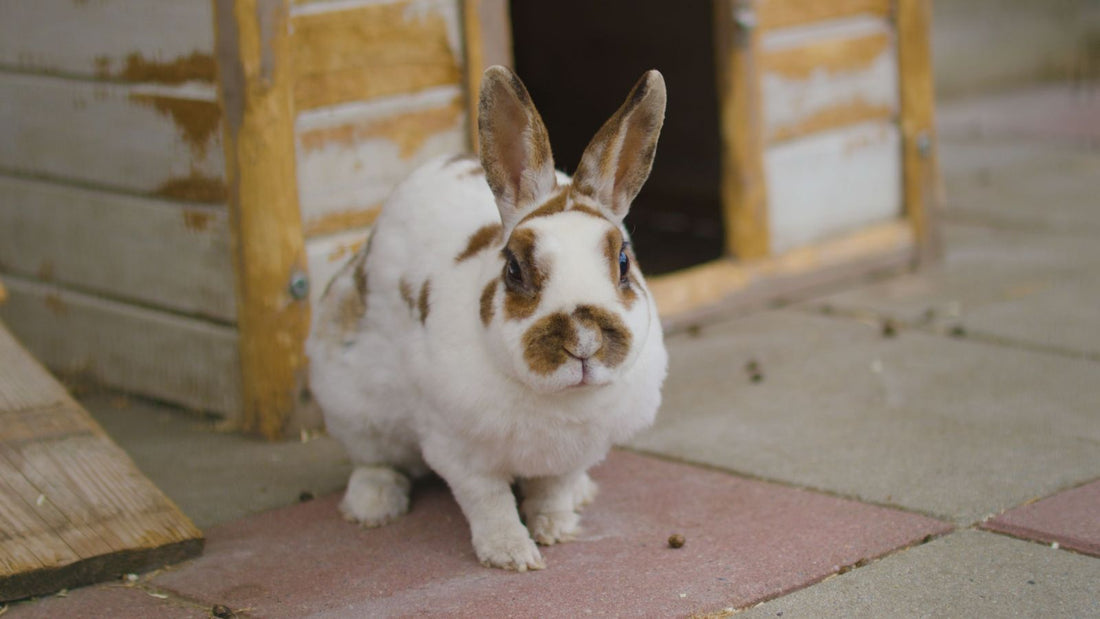 Why Your Rabbit Flicks Their Feet at You