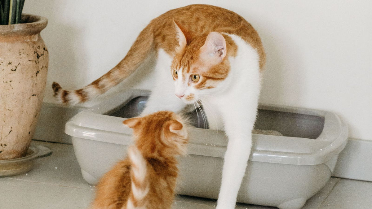 Where Is the Best Place to Put a Litter Box?