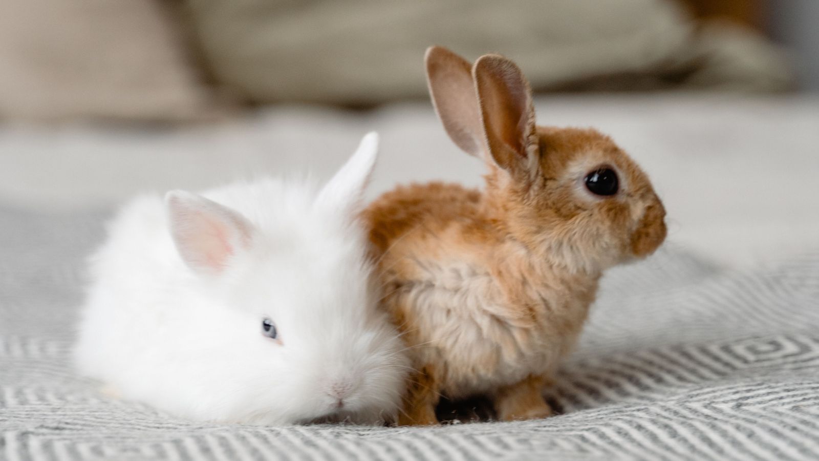How to Bunny-Proof Your Home Without Frustration