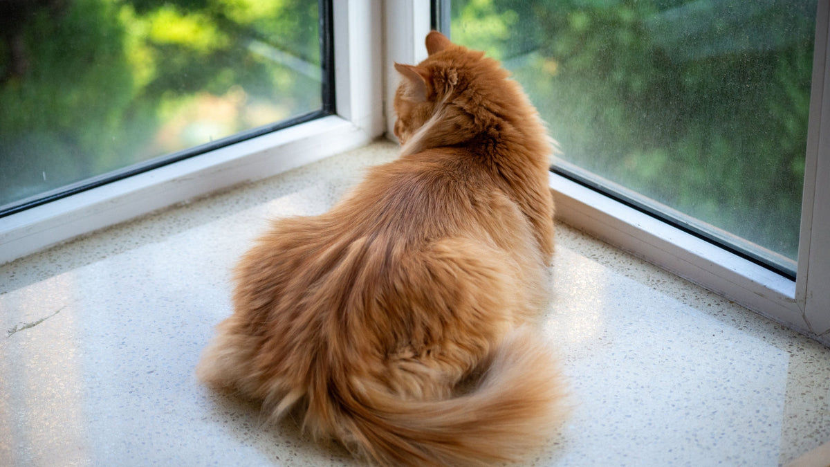 Best Window Perches for Indoor Cats
