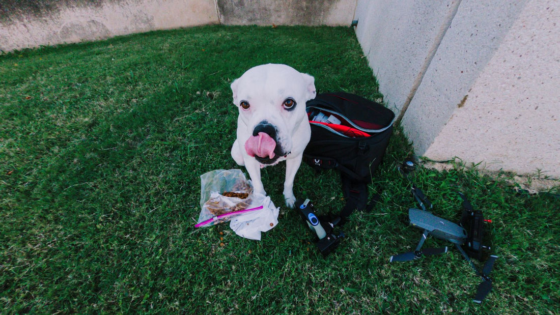 How to Stop Your Dog Stealing Food from the Kitchen