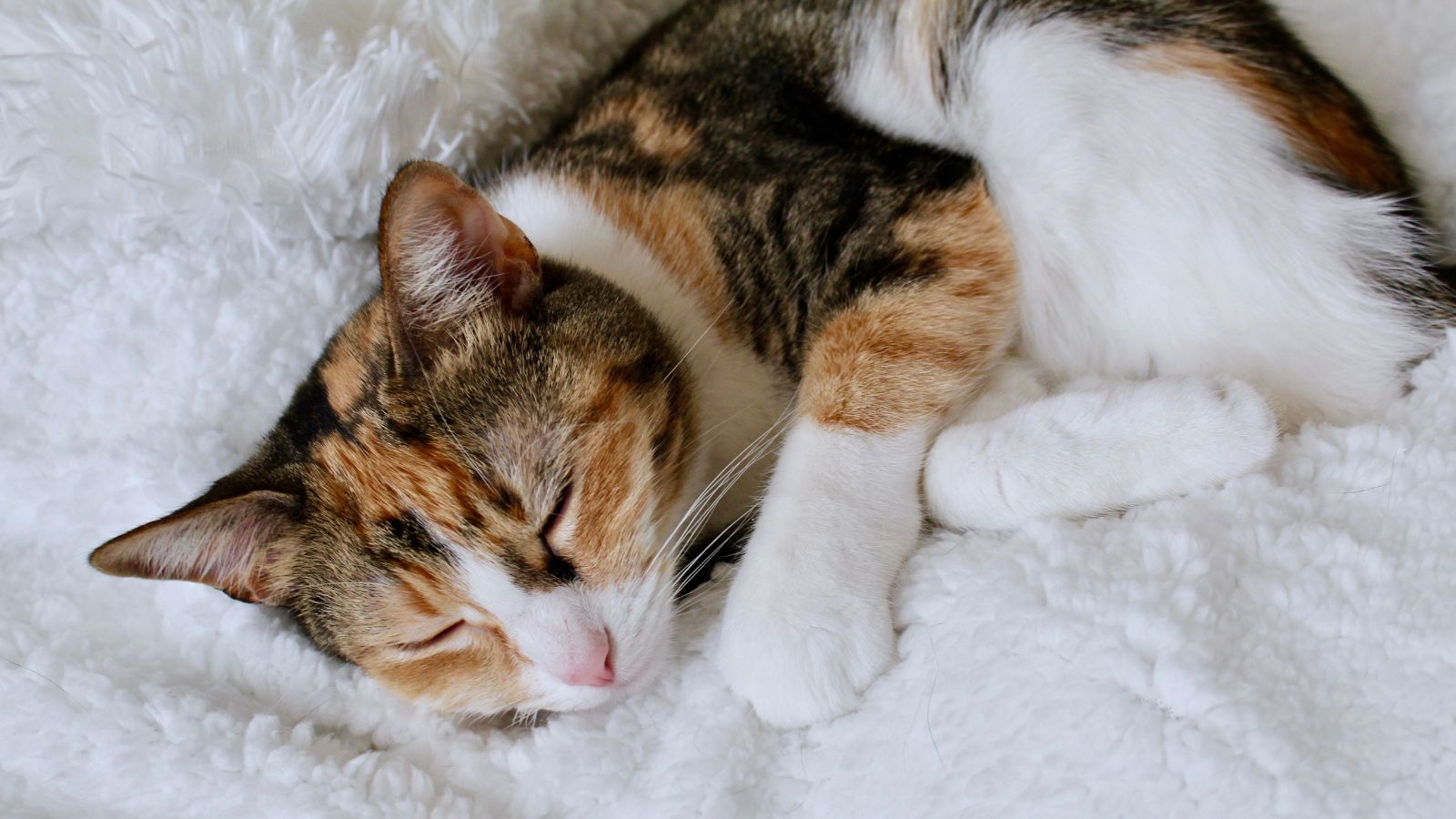 How to Help a Newly Adopted Cat Feel Safe Faster