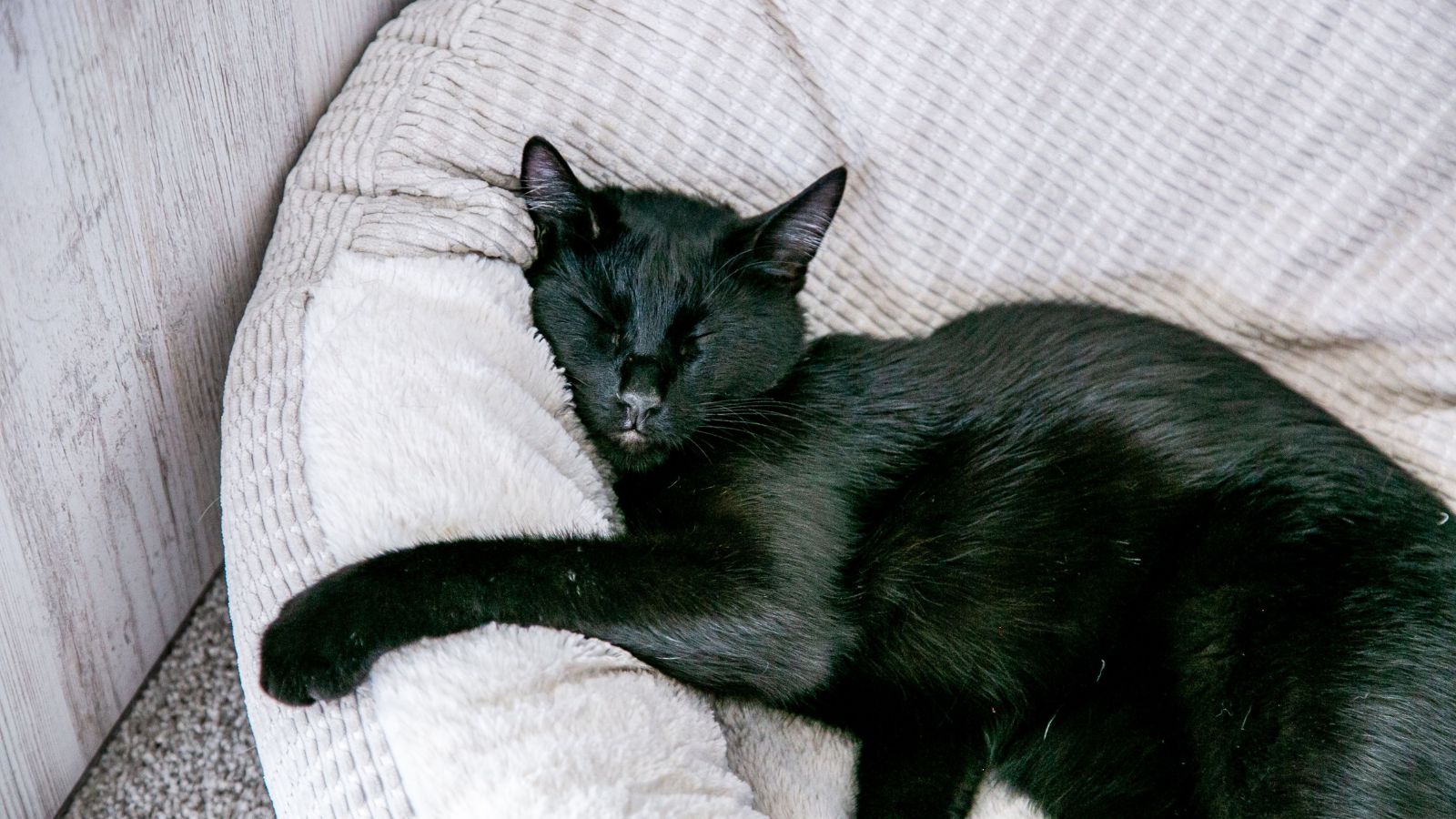Are Heated Cat Beds Worth Buying?