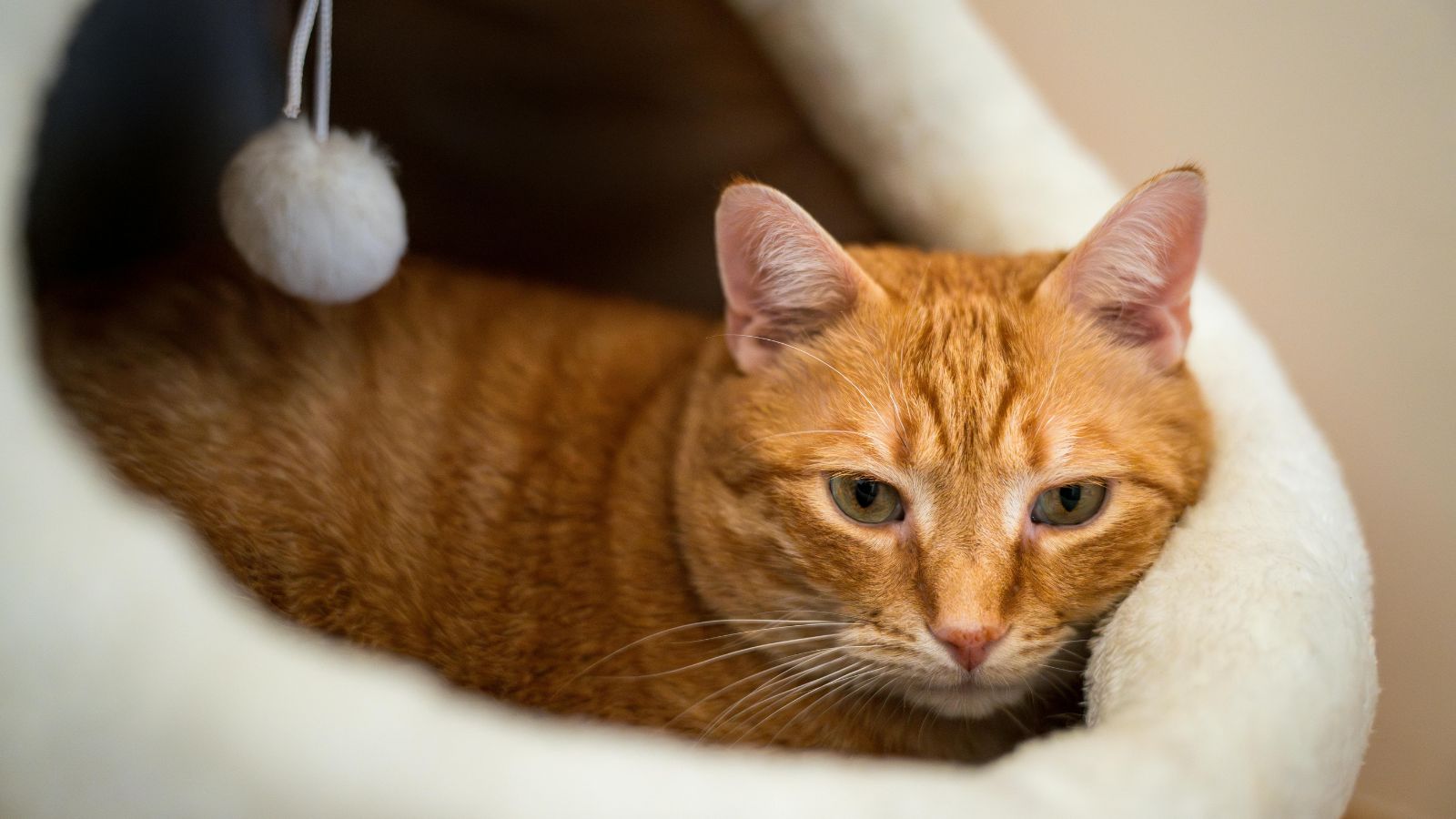 How to Choose the Best Cat Bed for Your Cat’s Sleeping Style