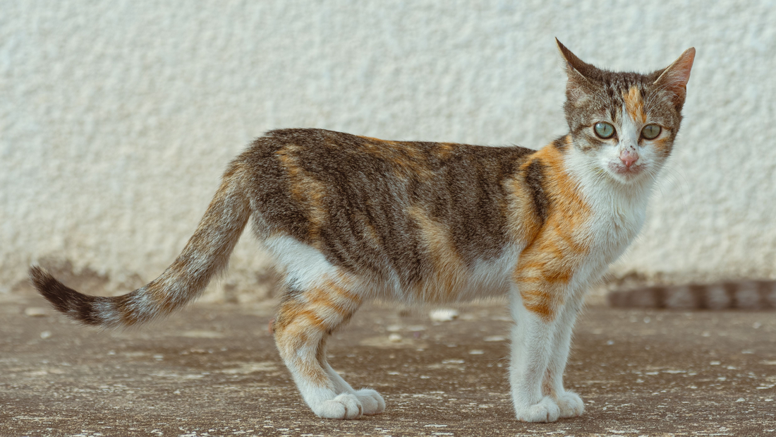 What Your Cat's Tail Position Says About Their Mood