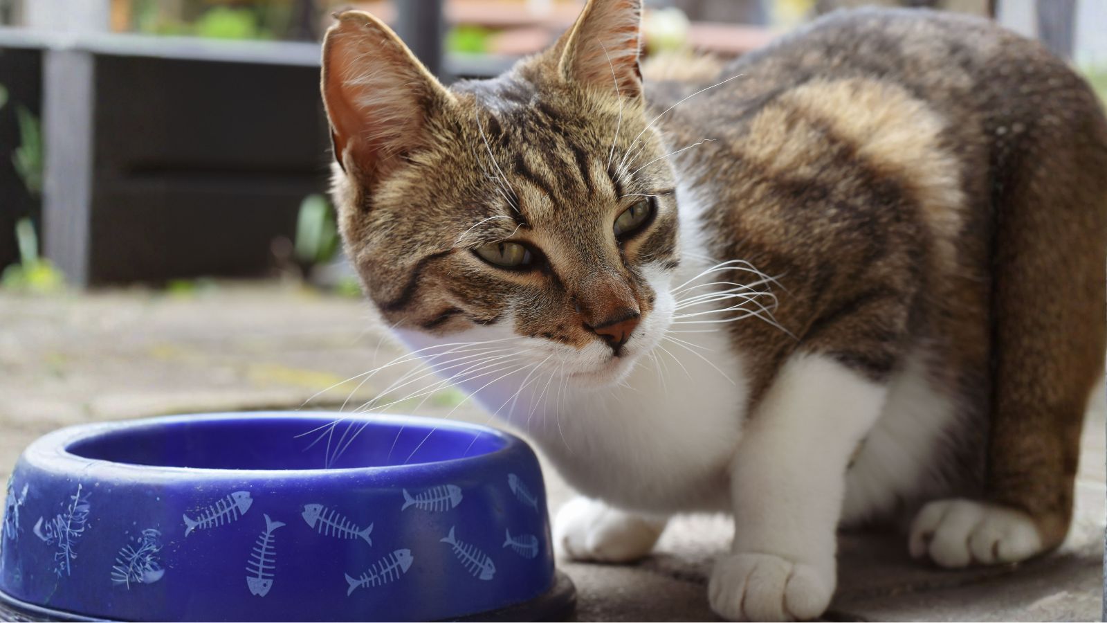 How Often Should You Feed an Adult Cat?
