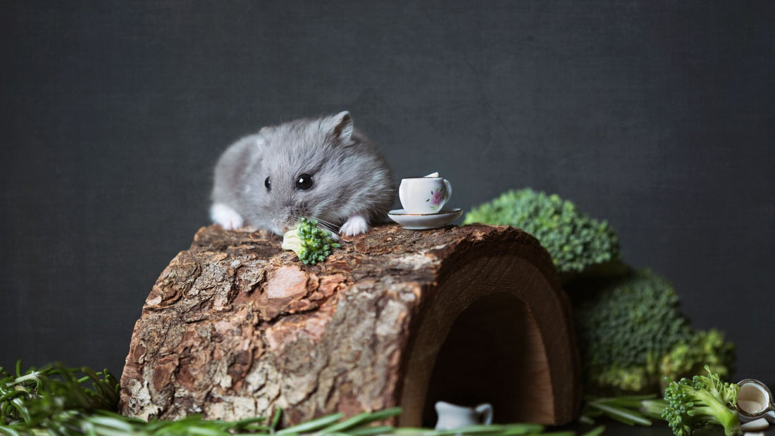 How to Reduce Stress During Hamster Cage Cleaning