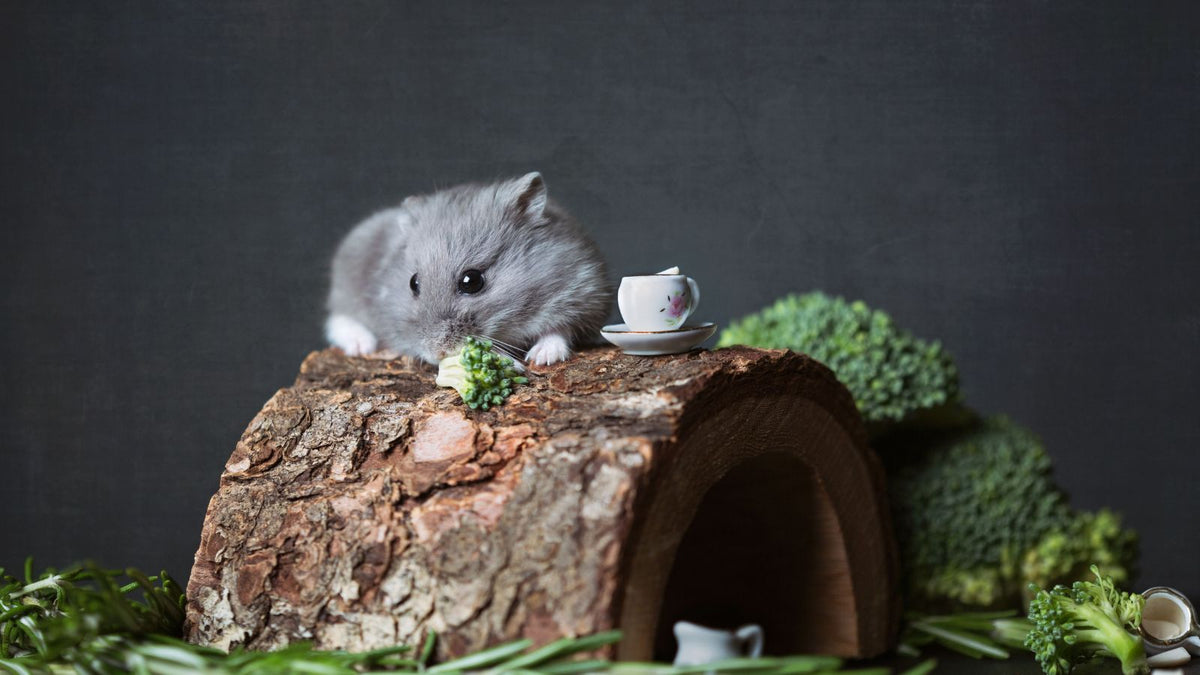 How to Reduce Stress During Hamster Cage Cleaning