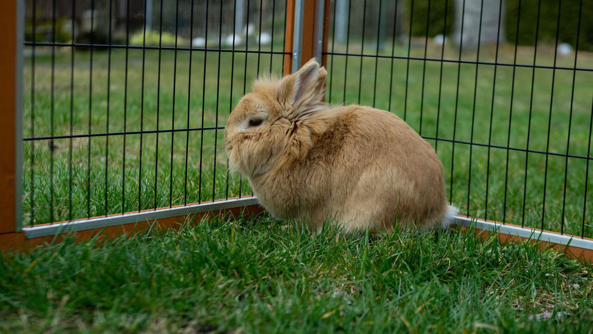 Why Your Rabbit Keeps Rearranging Their Space