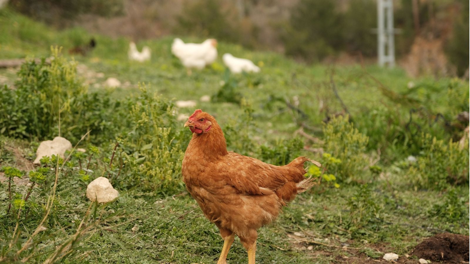 Why Chickens Need Enrichment Just Like Other Pets