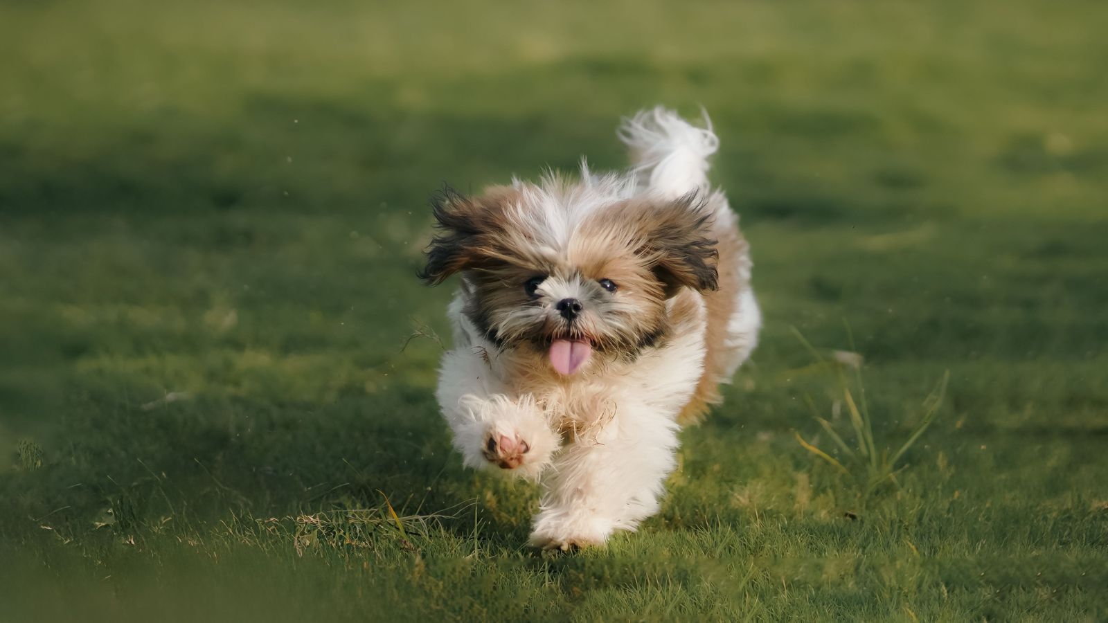 The Biggest Mistakes Owners Make With Reactive Dogs