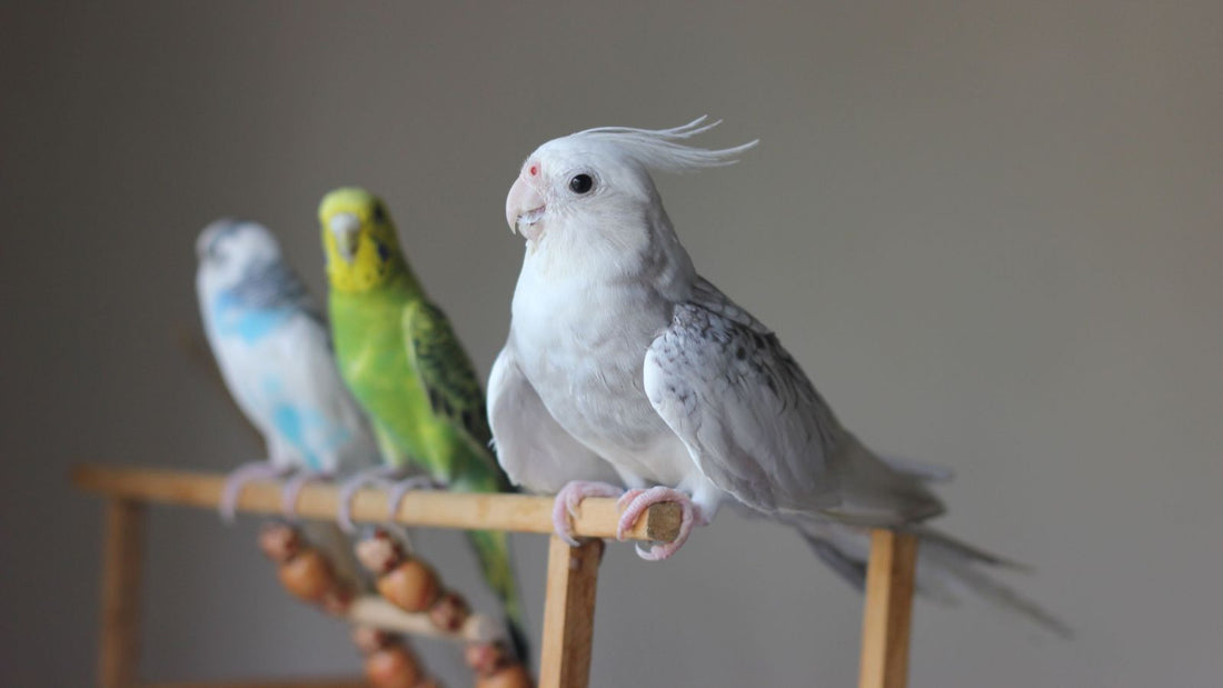 Signs Your Bird Doesn’t Feel Safe in Their Environment