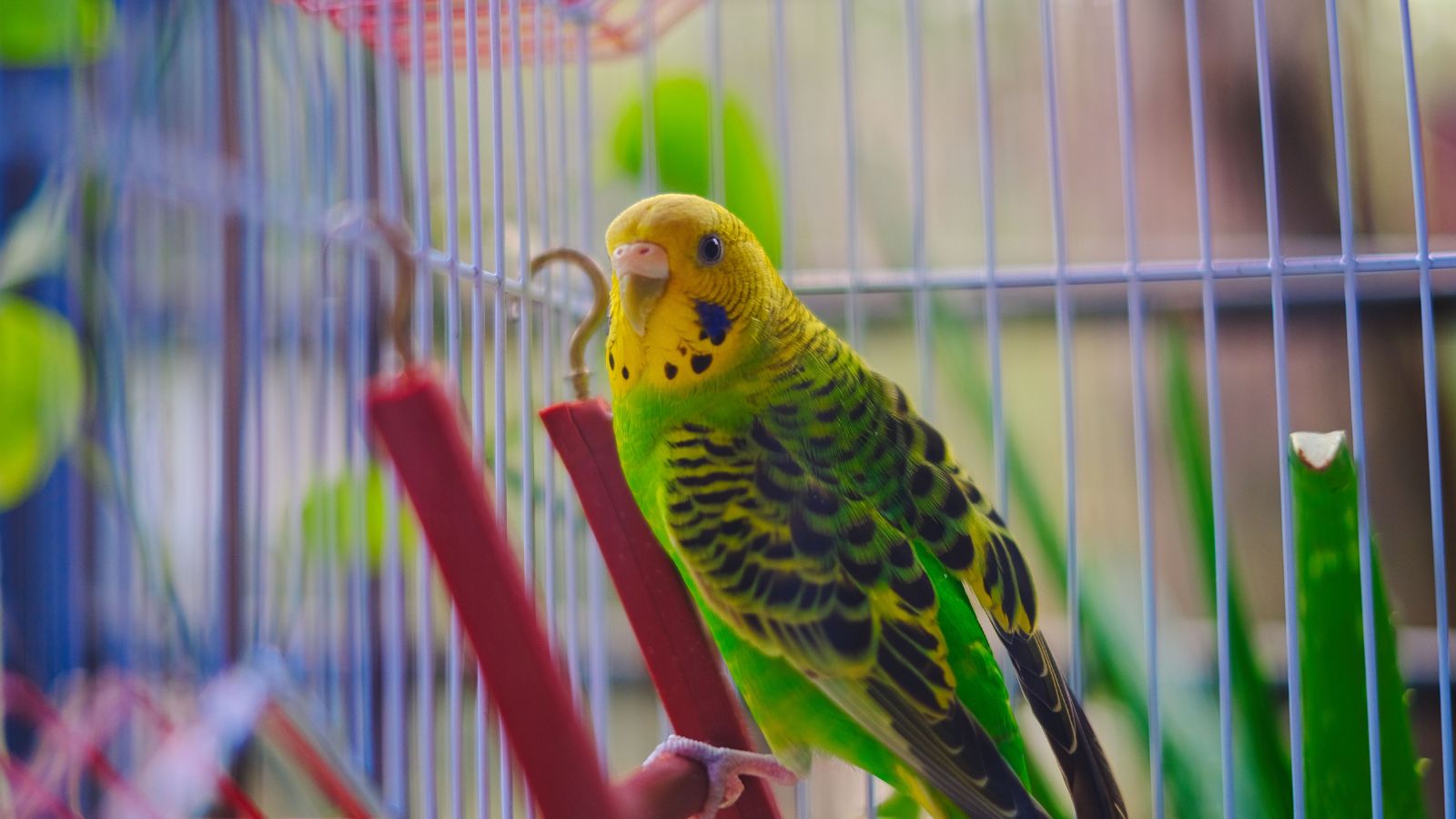 Why Small Changes in Routine Can Stress Pet Birds