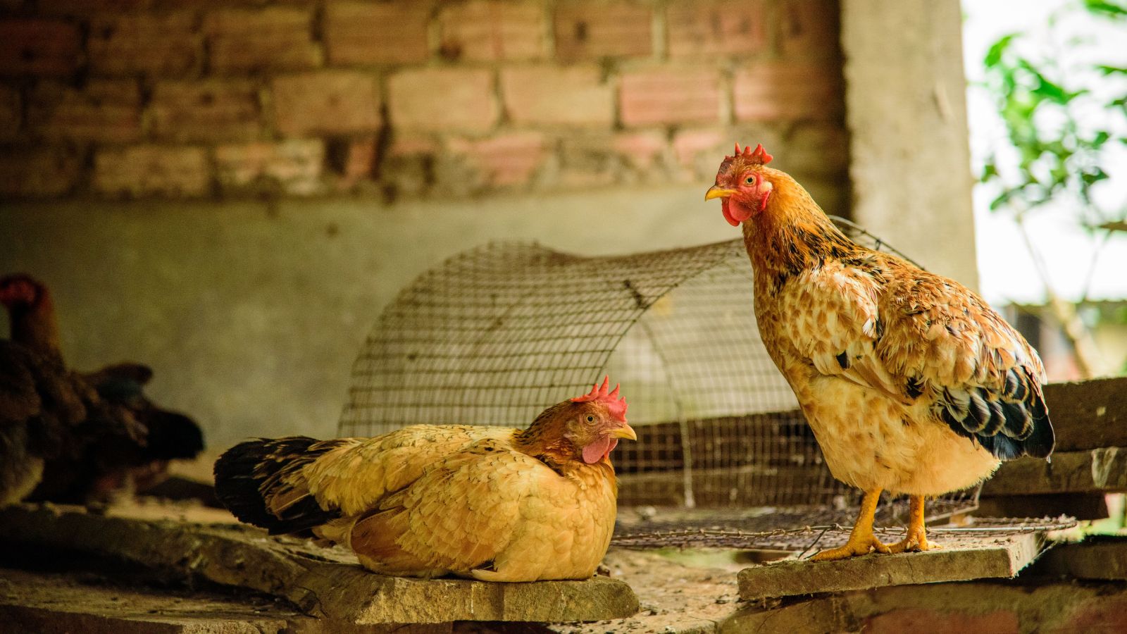 7 Common Chicken Coop Cleaning Mistakes to Avoid