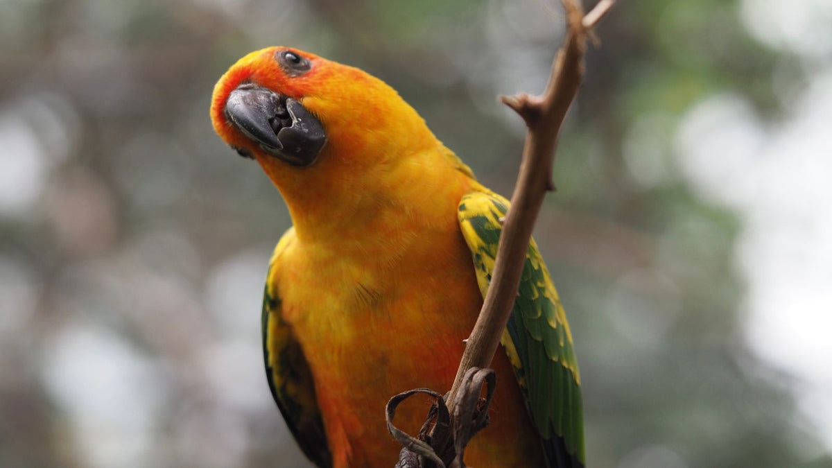 Why Your Bird Screams — And How to Reduce It Humanely