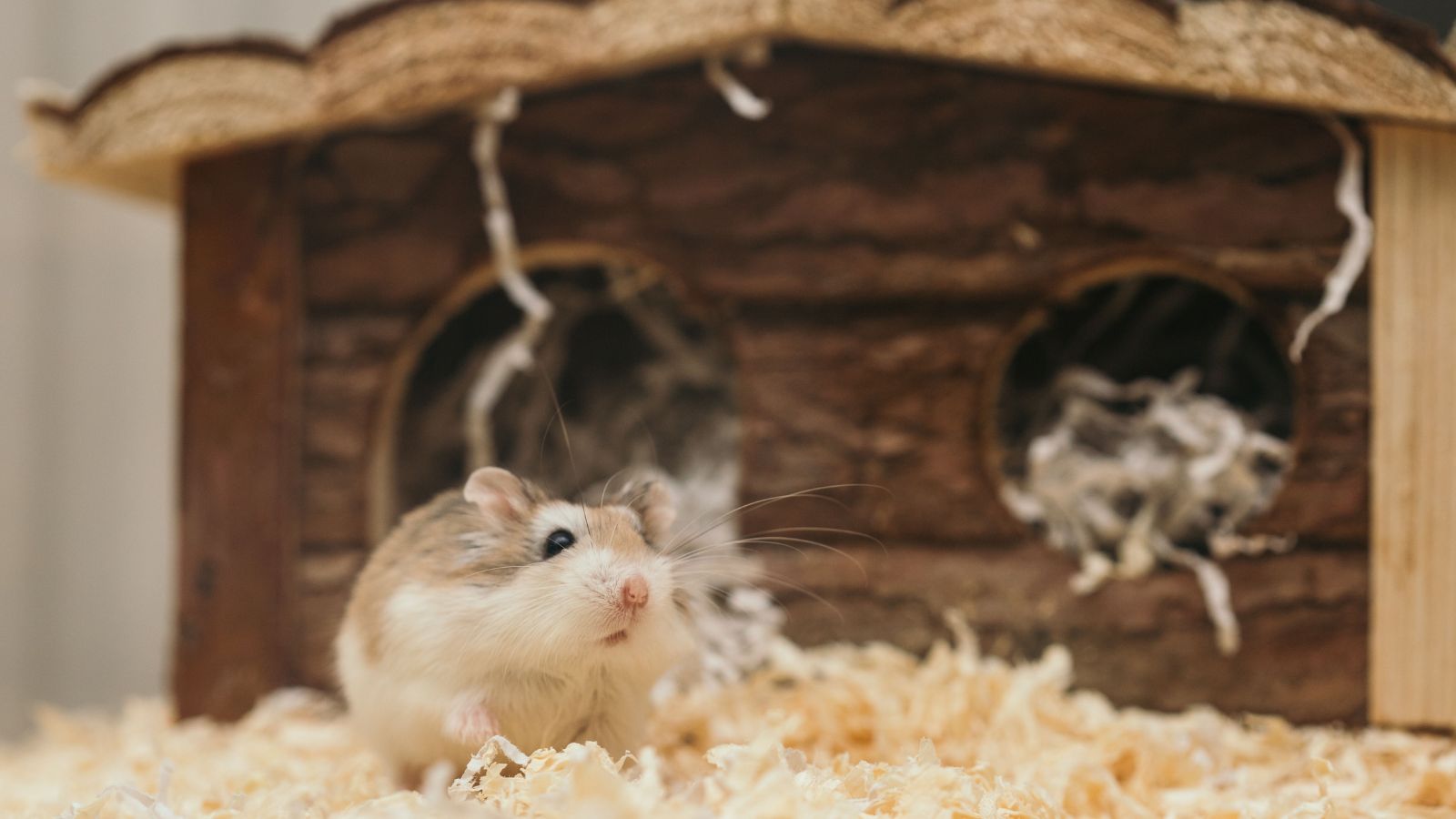 What a Healthy Hamster Sleep Schedule Looks Like