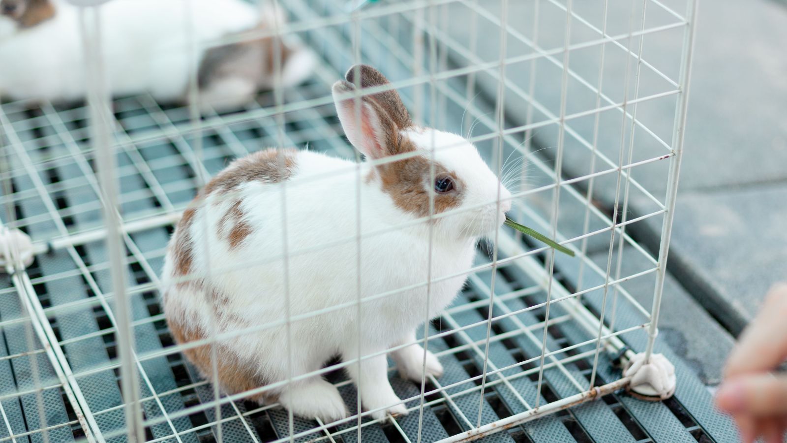 Signs Your Rabbit Is Lonely or Understimulated
