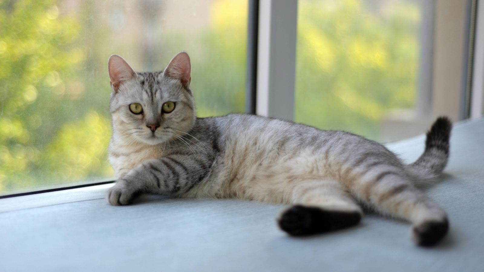 How to Help an Overweight Cat Lose Weight Safely