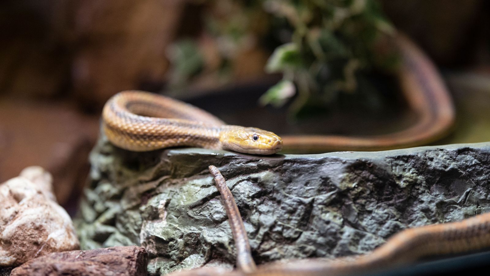 How to Create a Stress-Free Reptile Enclosure