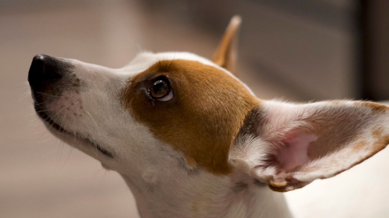 Why Your Dog Ignores Commands Outside but Not Indoors