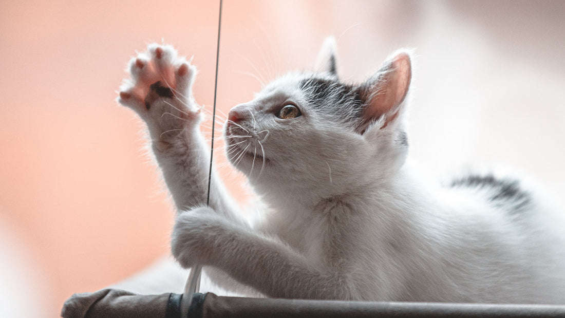 How to Build Your Cat's Confidence Through Play