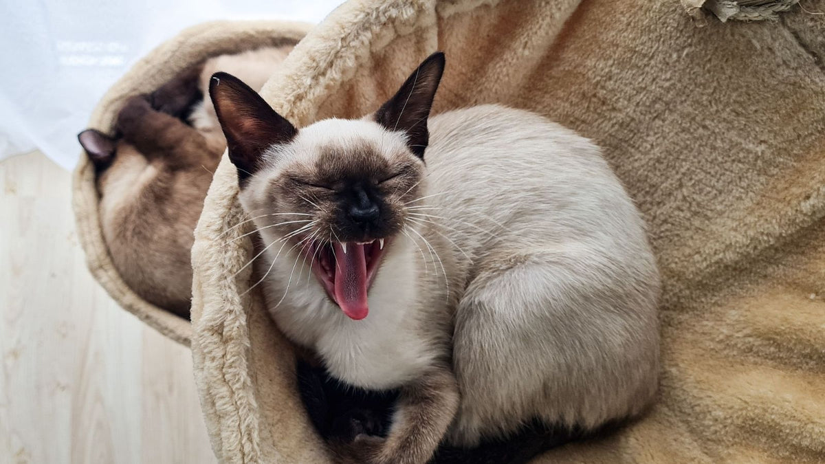 Common Cat Myths Every Owner Should Stop Believing for a Happier, Healthier Cat