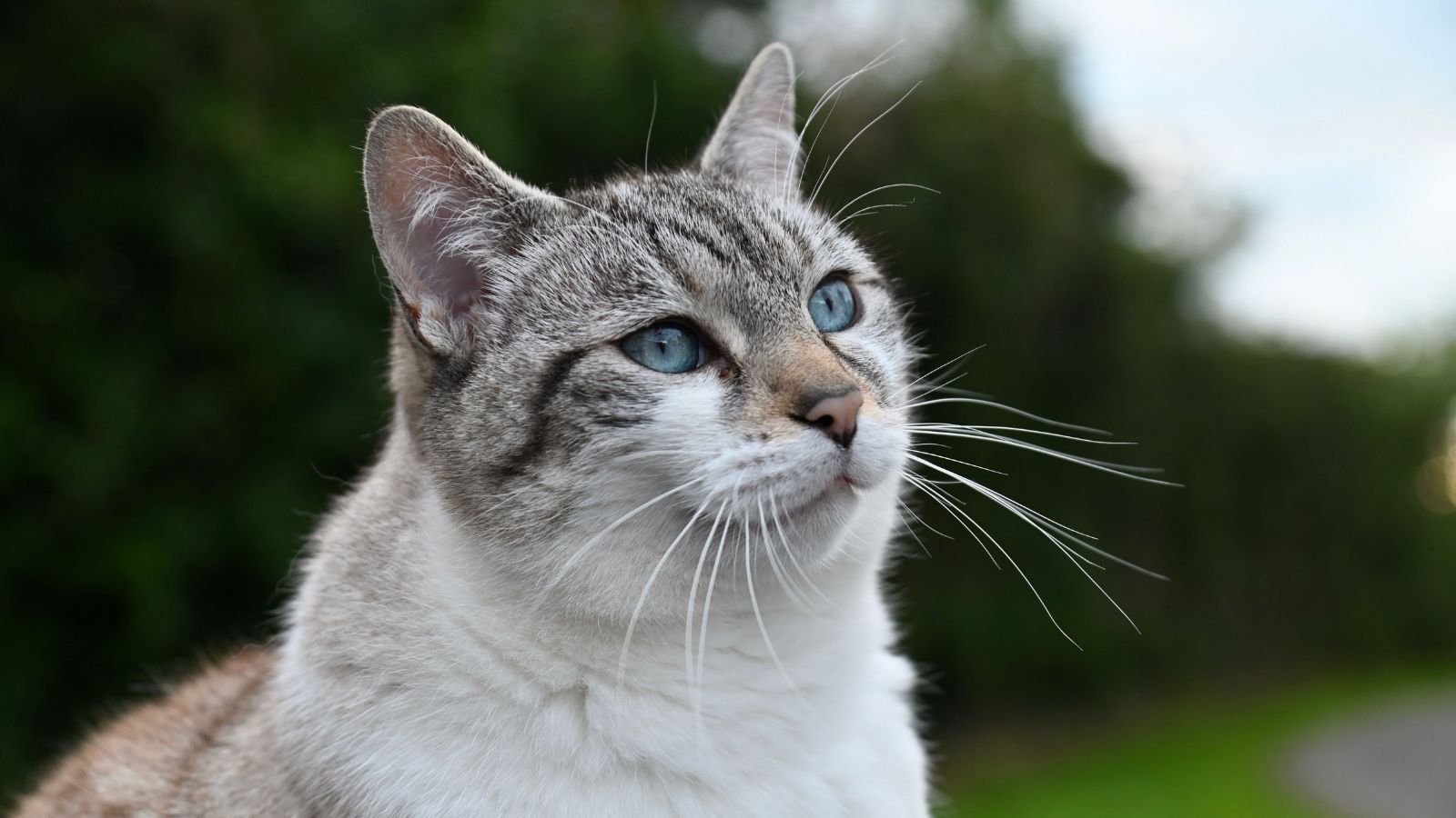How to Control Your Cat's Weight Naturally for a Healthier, Happier Life