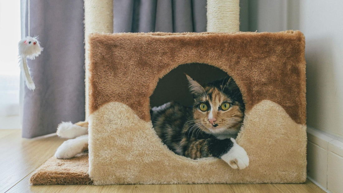 How to Cat-Proof Your Home Without Stress