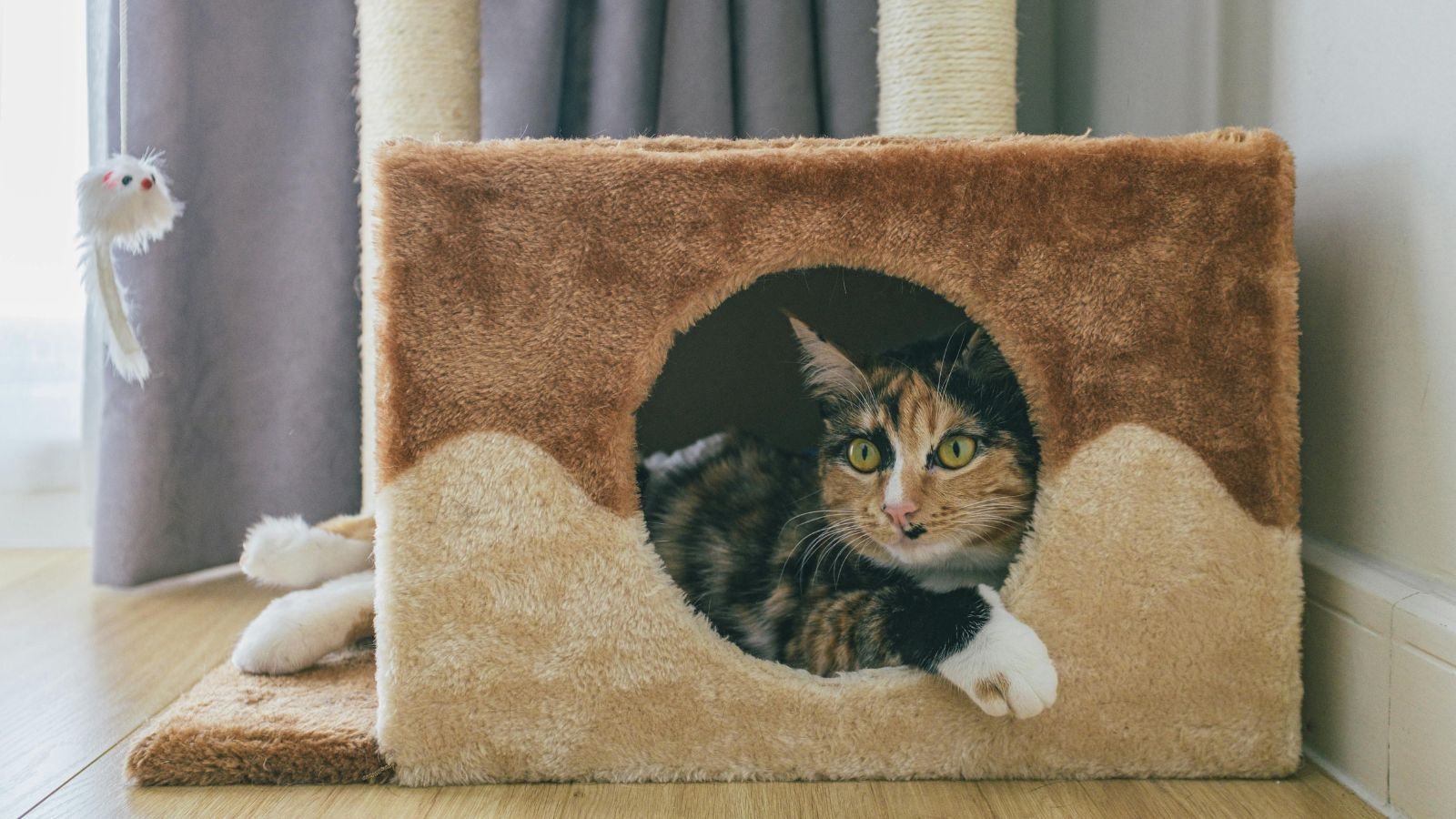 How to Cat-Proof Your Home Without Stress