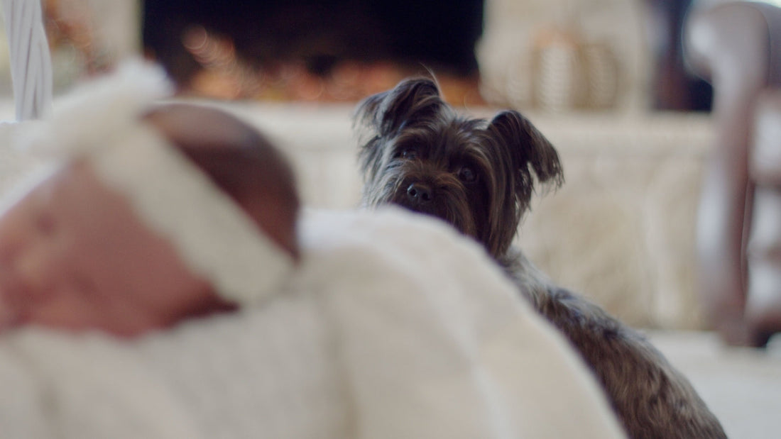 How to Introduce Your Dog to a New Baby Safely and Calmly