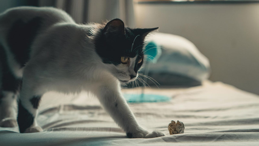 The Best Ways to Keep Indoor Cats Active Without Overfeeding