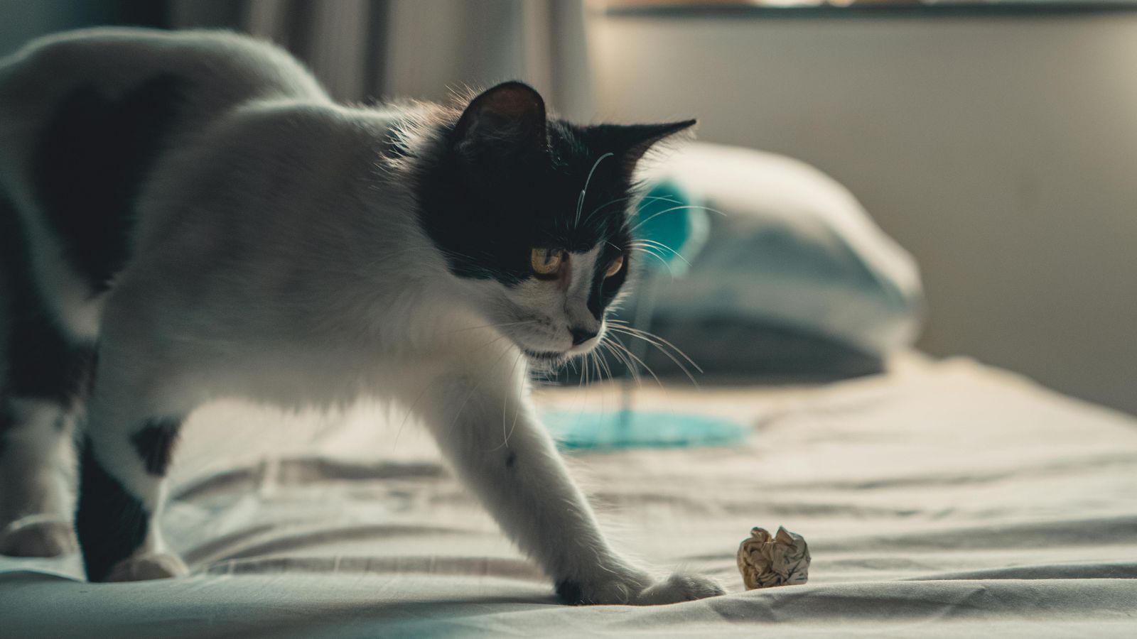 The Best Ways to Keep Indoor Cats Active Without Overfeeding