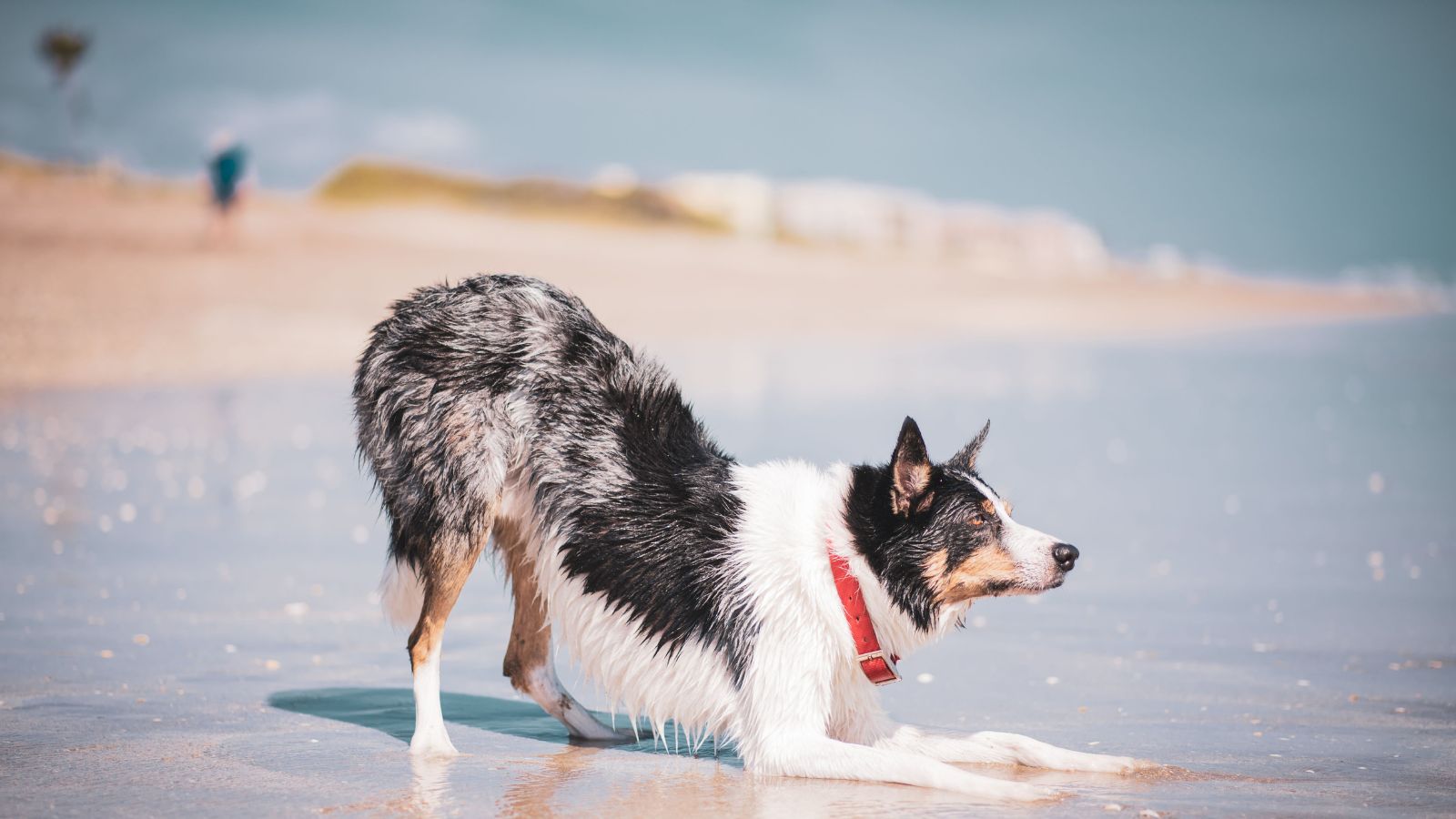 How to Keep Your Dog Mentally Stimulated During Hot Weather