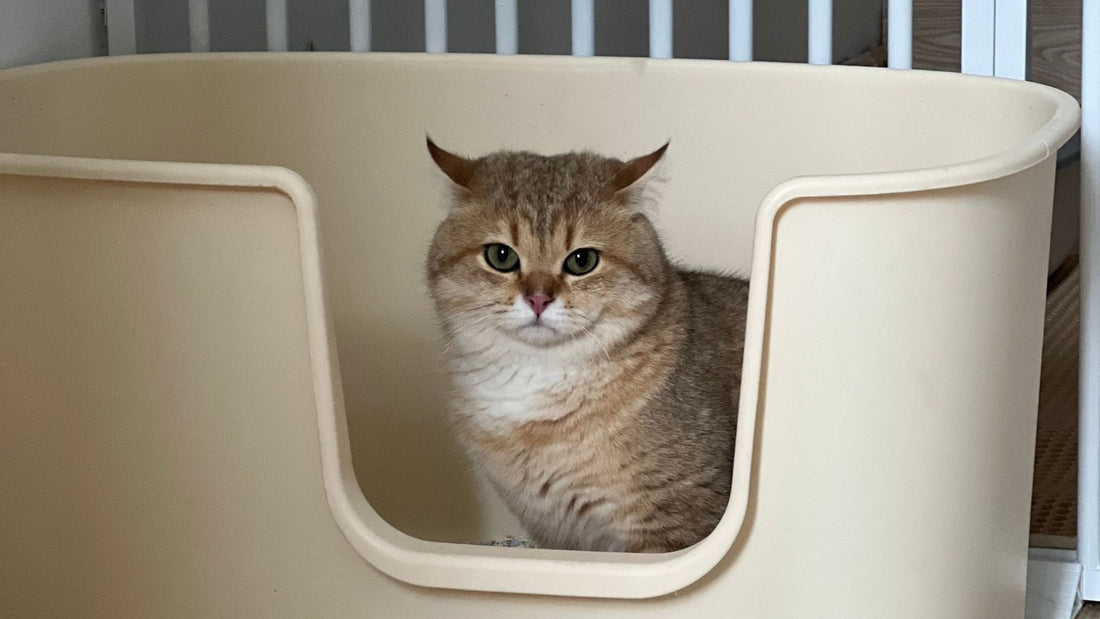 Why Your Cat Sprints Around the House After Using the Litter Box