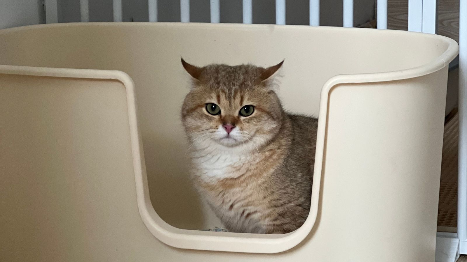Why Your Cat Sprints Around the House After Using the Litter Box