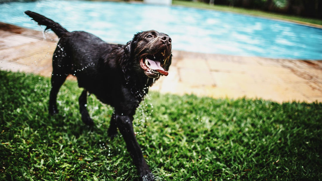 Why Is Your Dog Barking at Nothing? 7 Ways to Help Them Feel Calm and Safe
