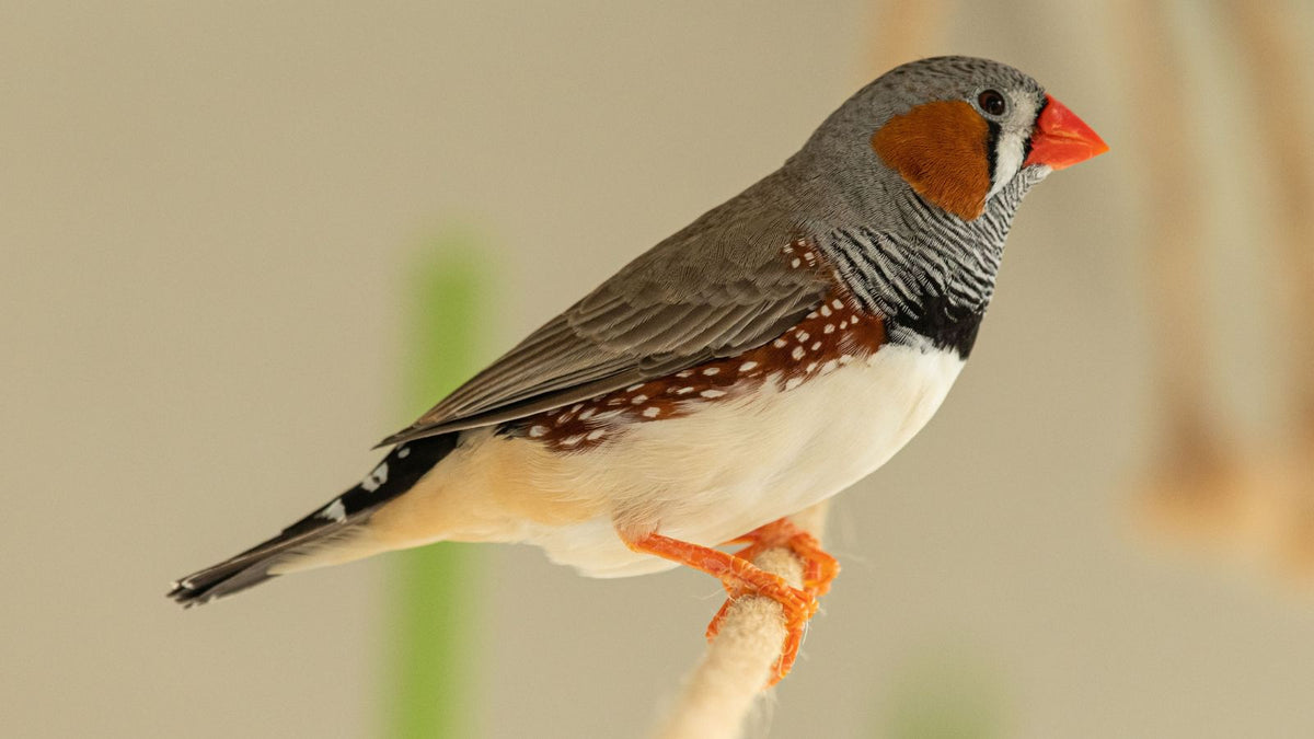The Best Ways to Build Trust With a Newly Adopted Bird