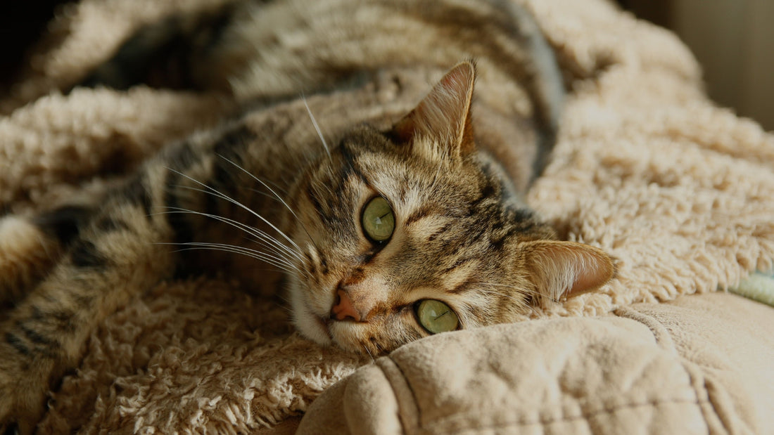 Why Does My Cat Knead Blankets?