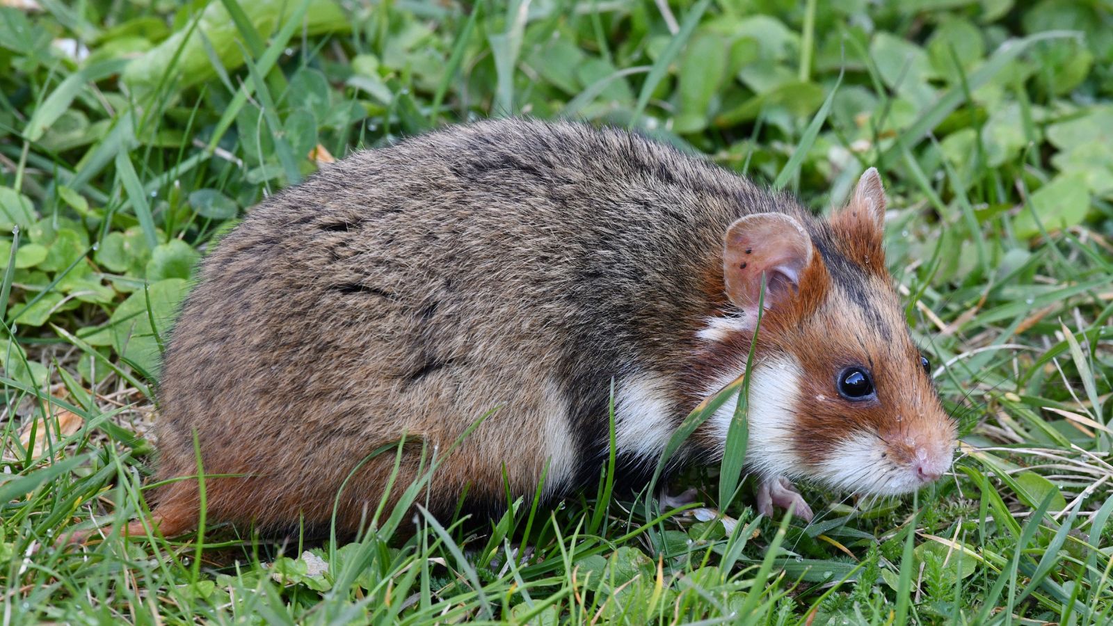 How to Handle a Hamster Without Stressing Them