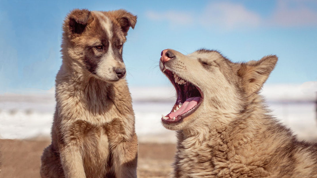 How to Stop Demand Barking Calmly and Effectively Without Yelling at Your Dog
