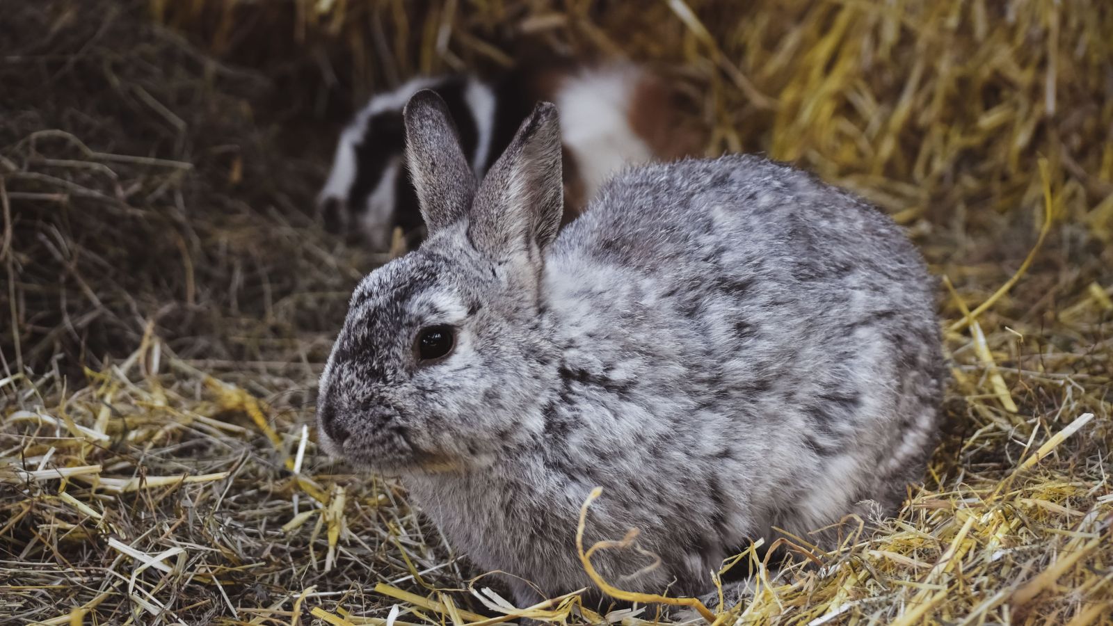 Why Rabbits Need Constant Access to Hay