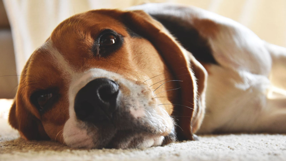 Signs Your Dog Isn’t Getting Enough Mental Enrichment