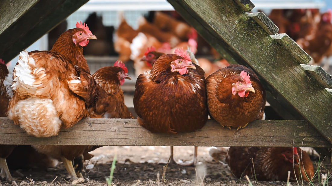 How to Create a Safer Free-Range Environment for Chickens