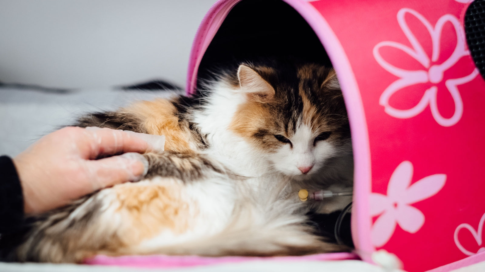 How to Choose the Perfect Cat Carrier