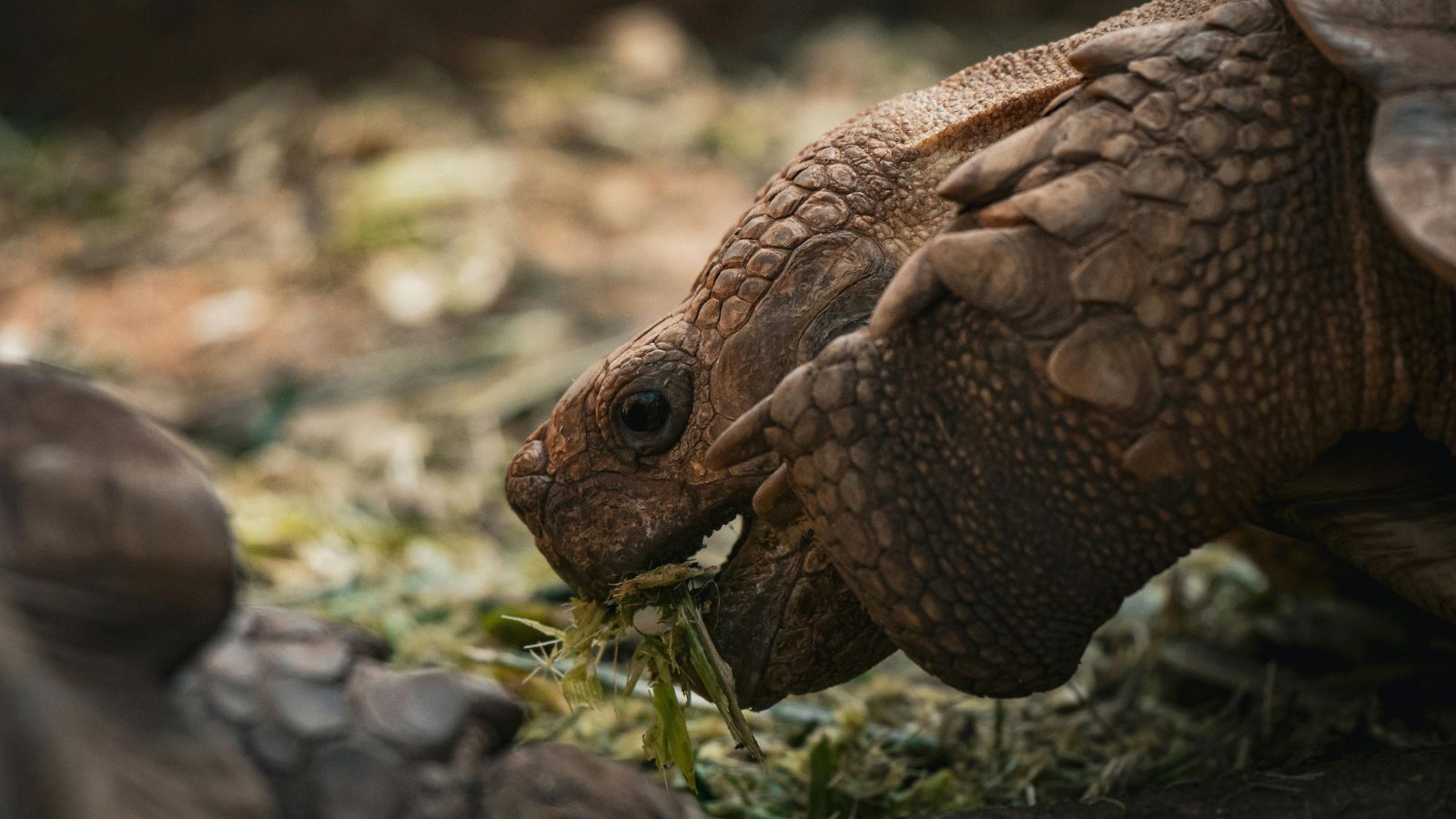 Why Your Reptile Isn’t Eating (Common Causes Explained)